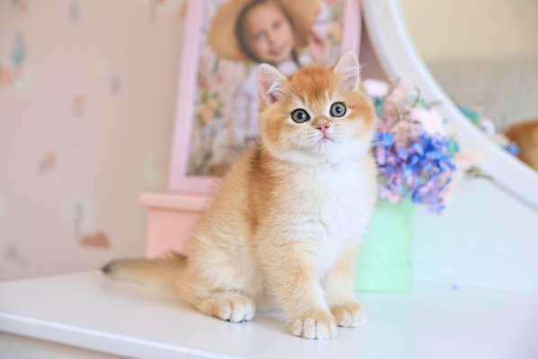 Котенок. Золотая шиншилла в Владивостоке фото 9