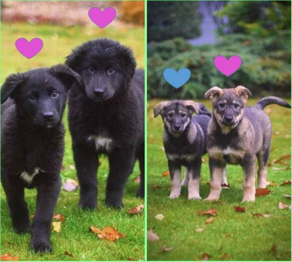 Щенки даром