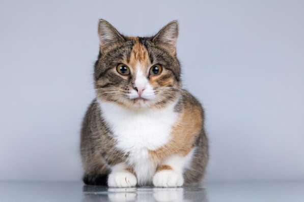 Молодая кошачья семья ищет дом в Москве фото 5