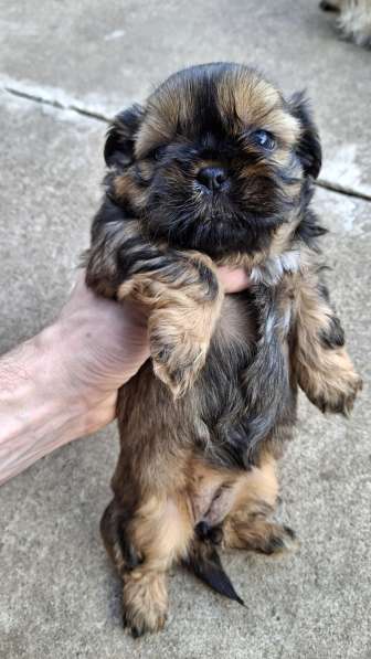 Чистокровные щенки Ши-Тцу в фото 7