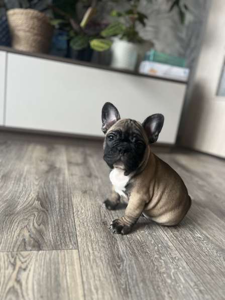 Продам щенков французского бульдога в Красноярске фото 5