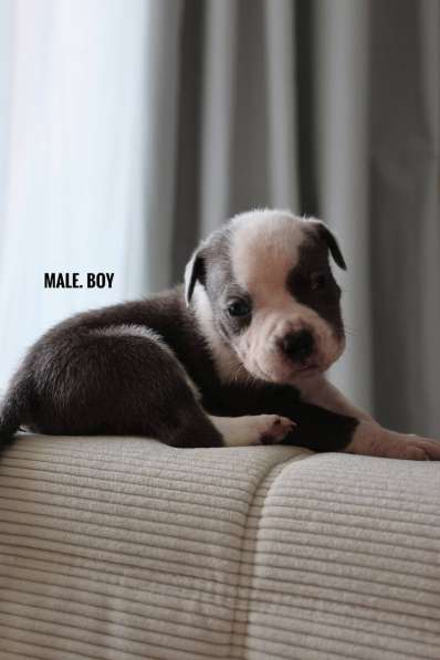 American bully Standart в 