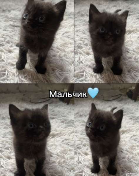Котята в Новосибирске фото 3