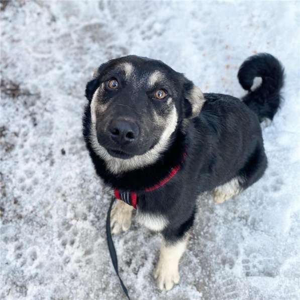 Добрый парень Роберт в добрые руки в Москве фото 10