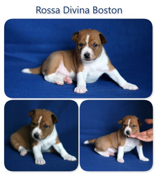 Басенджи щенки в фото 19