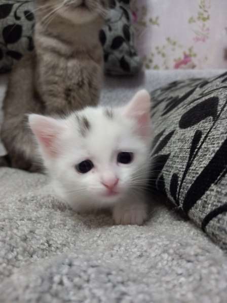 Белая кошечка в добрые руки в Балашове фото 6