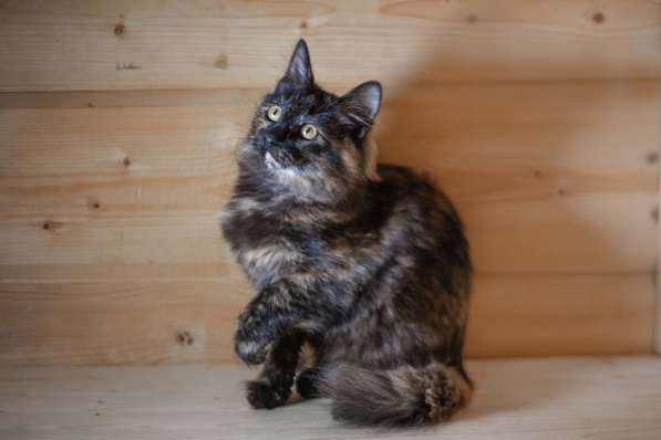 В дар котенок Крошка - черный носик, трехцветный хвостик в Москве фото 8