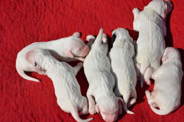 Английский сеттер щенки из элитного питомника в Москве фото 177