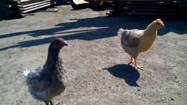 Цыплята в Тамбове фото 5
