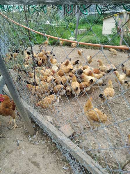 Инкубационное яйцо и цыплята Кучинской Юбилейной в Ивантеевка фото 3