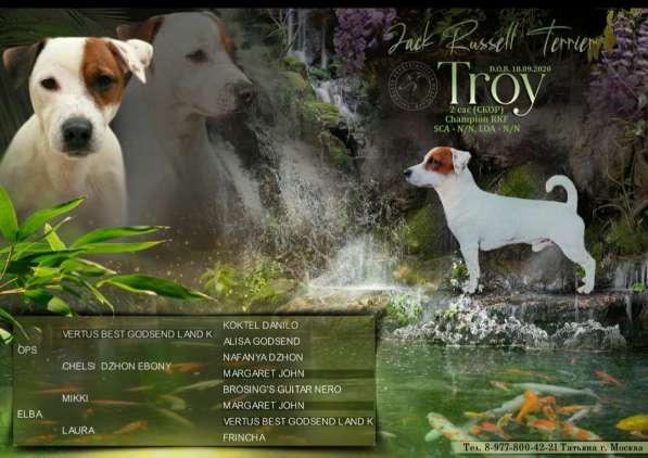 Вязка в Москве