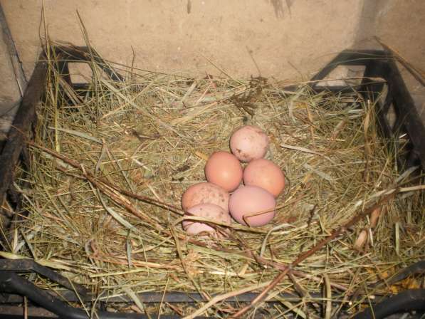 Яйца домашние куриные диетические в Новомосковске