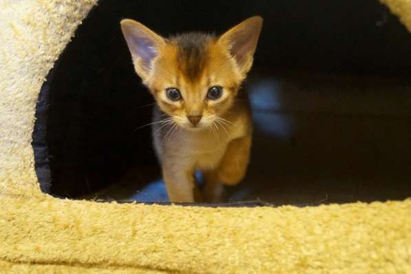 Абиссинские красотки в Туле фото 19