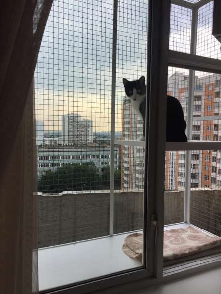 Антикошка сетки и выгулы на окна в Москве фото 15
