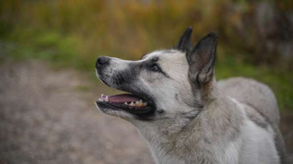 Суперактивная Халва в Москве фото 24