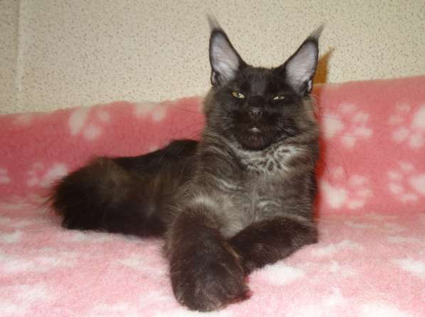 Мейн кунчик Йотунхейм в Москве фото 4