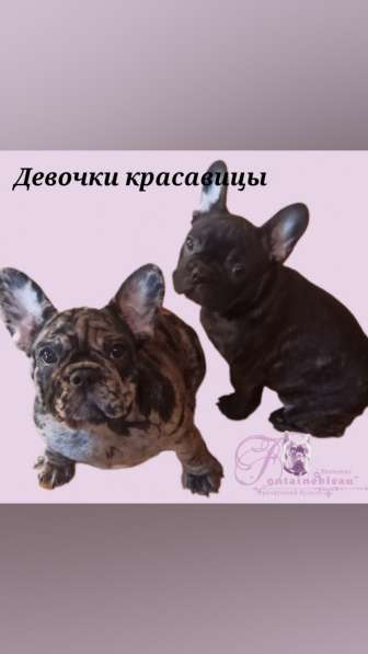 Щенки французского бульдога лилового, голубого, мерле окраса в Москве фото 9