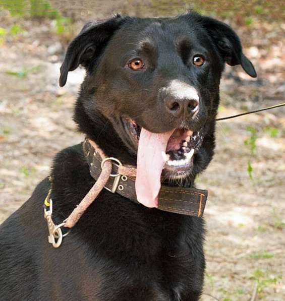 Идеальный компаньон, молодой пес Каштан, метис лабрадора в Москве