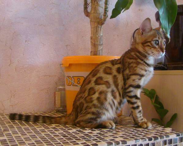Бенгальская кошка Бриджит 6мес. в разведение или для души в Казани