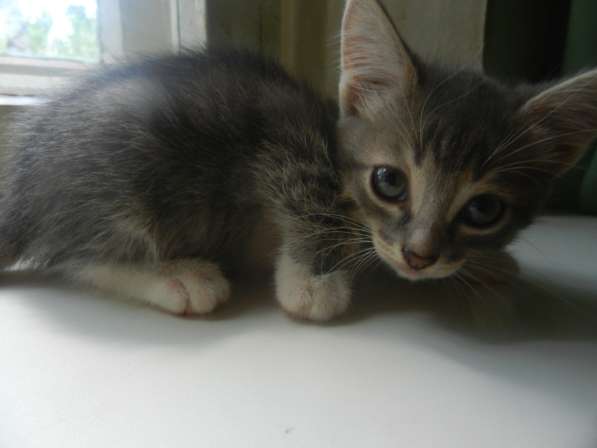 Милые пушистики в Самаре фото 9