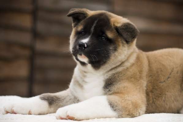 AMERICAN AKITA