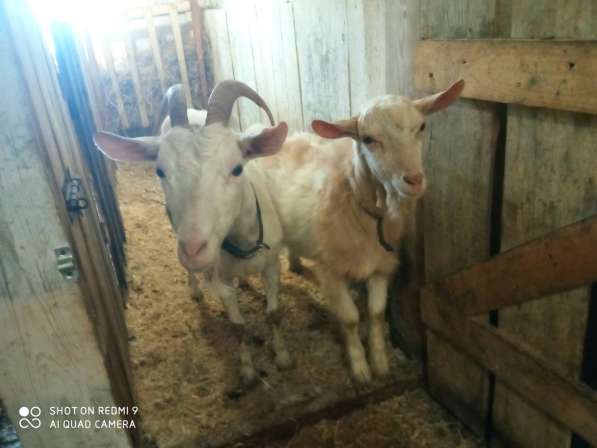 Продам козу дойную молочную,2года(+вместе с козлом 7месяцев)