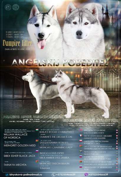 Щенки хаски с питомника в фото 8