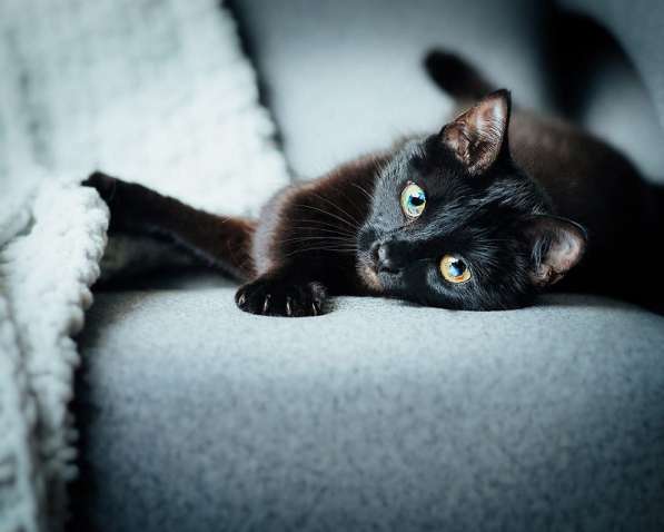 Кошечка Жужа ищет родителей! в Москве фото 13