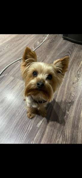 Вязка мини Йорк в Санкт-Петербурге фото 25