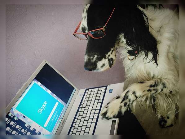 Онлайн дрессировка собак