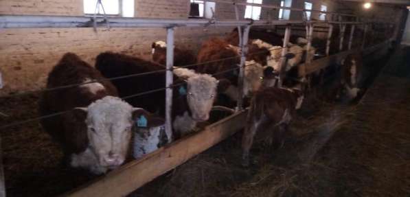 Продам КРС, бычки, телята, коровы в Красноярске фото 7