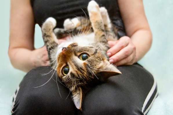 Кошечка Стеша - девочка с огоньком в добрые руки в Москве фото 9