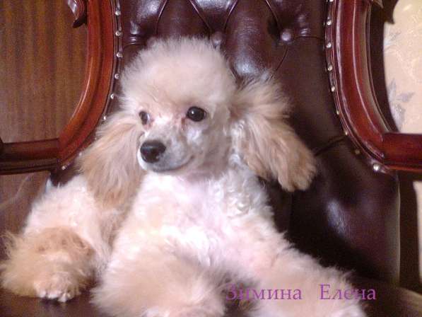 Девочка той-пуделя свветло абрикосового окраса в Москве фото 3