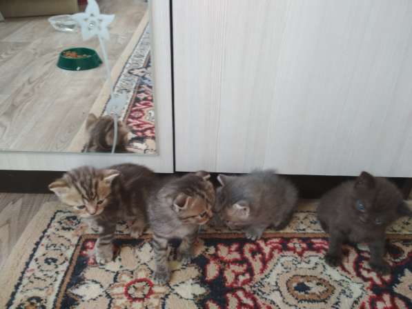Вислоухий и прямоухие шотландские новогодние котята