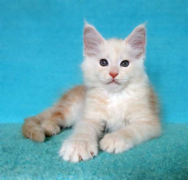 Апельсинки к Новому Году в Рязани фото 34