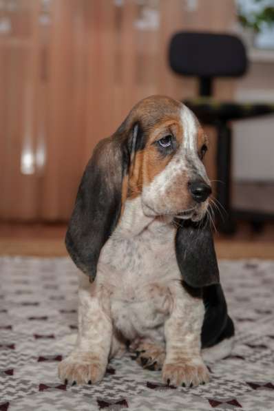 Щенки Бассет-хаунд в Армавире фото 24