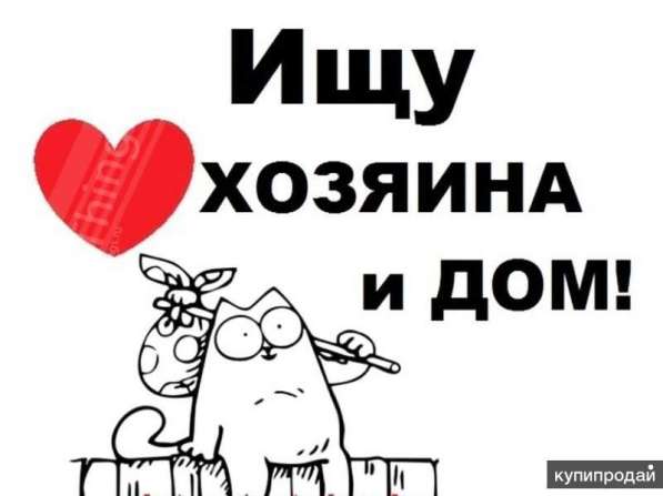 Котенок девочка в Твери фото 6