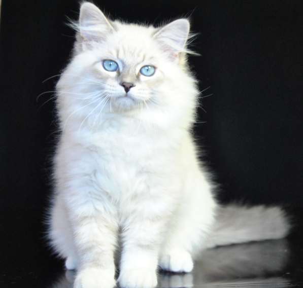 Невские Маскарадные котята из питомника в Москве фото 3