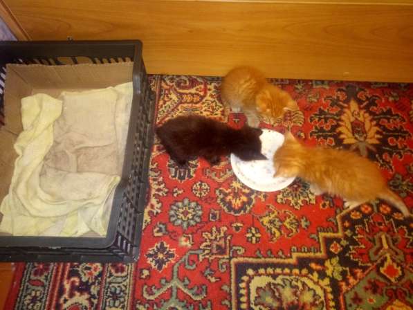 Котята в добрые руки в Стерлитамаке фото 5