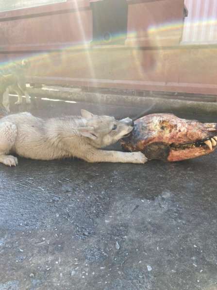Продам щенков Западно-Сибирской ЛАЙКИ в Междуреченске фото 4