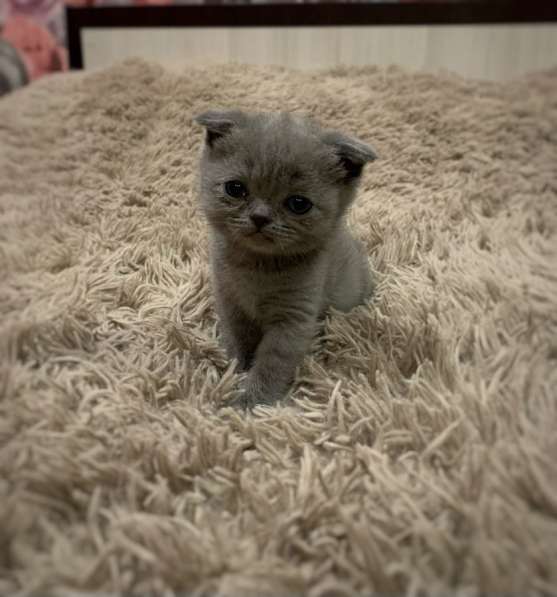 Прозам шотландских котят в Иванове фото 9