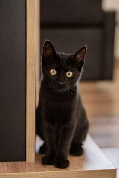 Милые чёрные котята в добрые руки в Москве фото 4