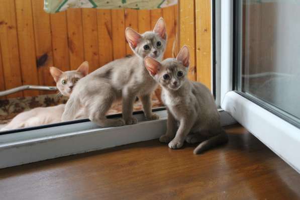 Котята в Костроме фото 12