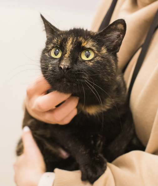 Кошечка черепахового окраса в Москве фото 11