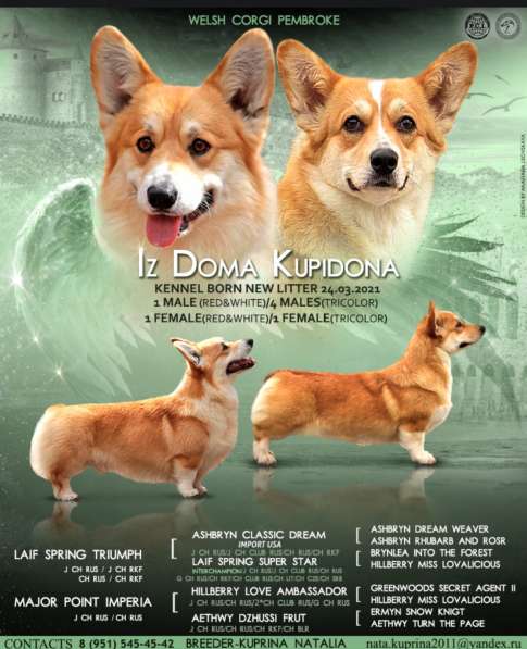 Шикарные мальчики вельш корги пемброк в Воронеже