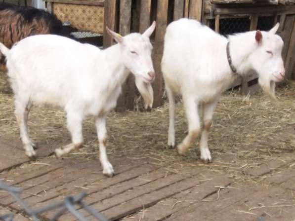 Чистопородные зааненские козлики в Голицыне фото 16