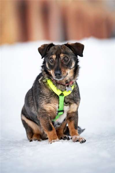 Маленькая собака Тося в добрые руки в Москве фото 6