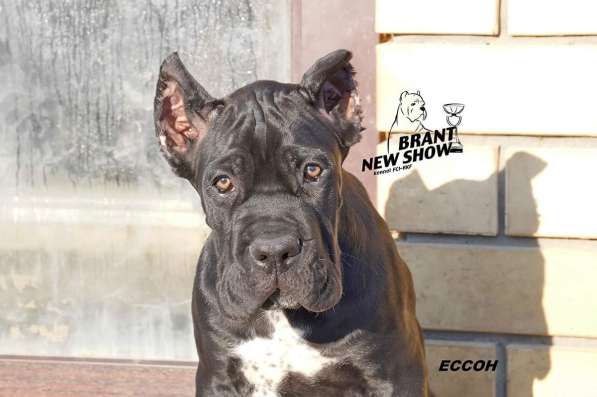 Щенки кане корсо в Ярославле фото 5