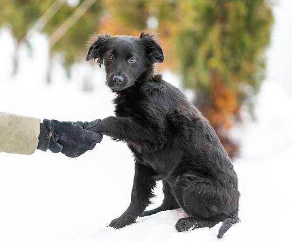 Очаровательные 4 мес щенки Филя и Феня в добрые руки! в Москве