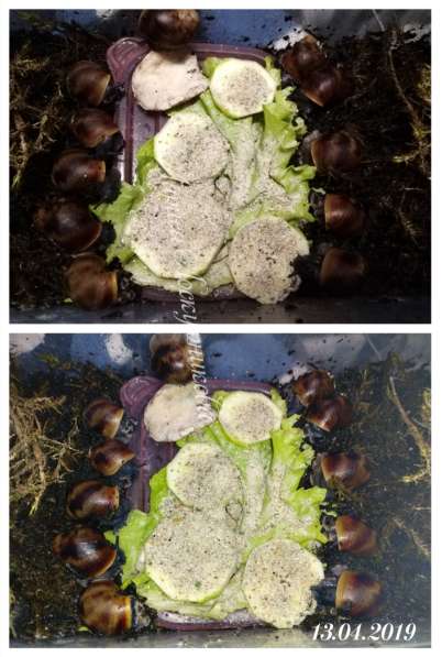 Улитки Archachatina Marginata Marginata f2 в Хабаровске фото 4